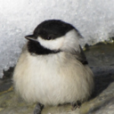 fatlittlechickadee avatar
