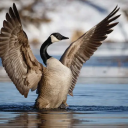 favourite-canadian-polls avatar