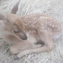 fawn-blogging avatar