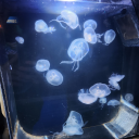 feathered-thing-system avatar