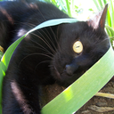 featherstorm77 avatar