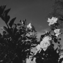 female-chandler-bing avatar