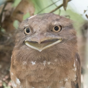 feministbirdcreature avatar