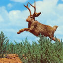 femmejackalope avatar