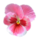 femmeloverboy avatar