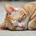 femmesjenousaime avatar