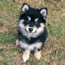 fenix-the-finnish-lapphund avatar