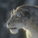 feral-adirondacks avatar