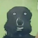 feral-in-february avatar