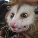 feral-pixie-dream-possum avatar