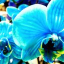 fereldancatlord avatar