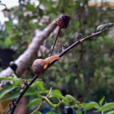 fern-the-seeker avatar