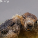 fernandoarcanjo avatar