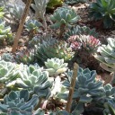 ferns-and-moss avatar