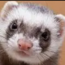 ferret-cryptid avatar