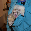 ferret-kisses avatar