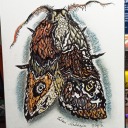 ferret-not-microwave avatar