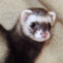 ferret-theferret avatar