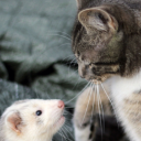 ferretclangenfooli avatar