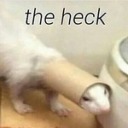 ferretwhisper avatar