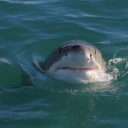 feverish-slooooth avatar