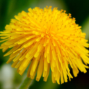 fieldofyellowdandelions avatar