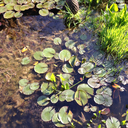 fieldsofcarnation avatar