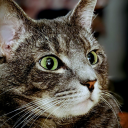 fierycavalier avatar