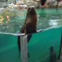 fierystarling avatar