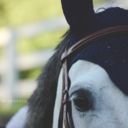 fiftyshadesofdappledgrays-blog avatar