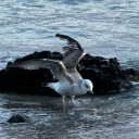 filteredpoison avatar