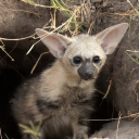 fishiestickie avatar