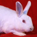 fist-of-vengeance avatar