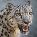 fiveskinforeskin avatar