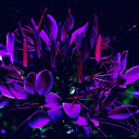 flamboyantcleome avatar