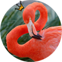 flamingosdynasti avatar