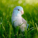 flashtheparrotlet avatar