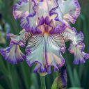 flaviaiaiachan avatar