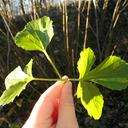 flea-bought-a-zoo avatar