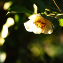 fleur-de-fleurs avatar