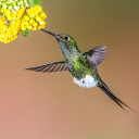 flight-of-the-hummingbird avatar