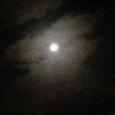 flightlessbirdsitdown avatar