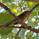 flingkitten153 avatar