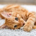 floatingfeatherkat avatar