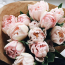 floral-cashmere avatar