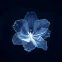 flosserblossom avatar