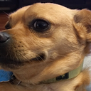 flower-angel-boi avatar