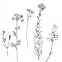 flowerlaughing avatar