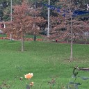 flowermontage avatar