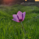 flowers-and-pollen avatar